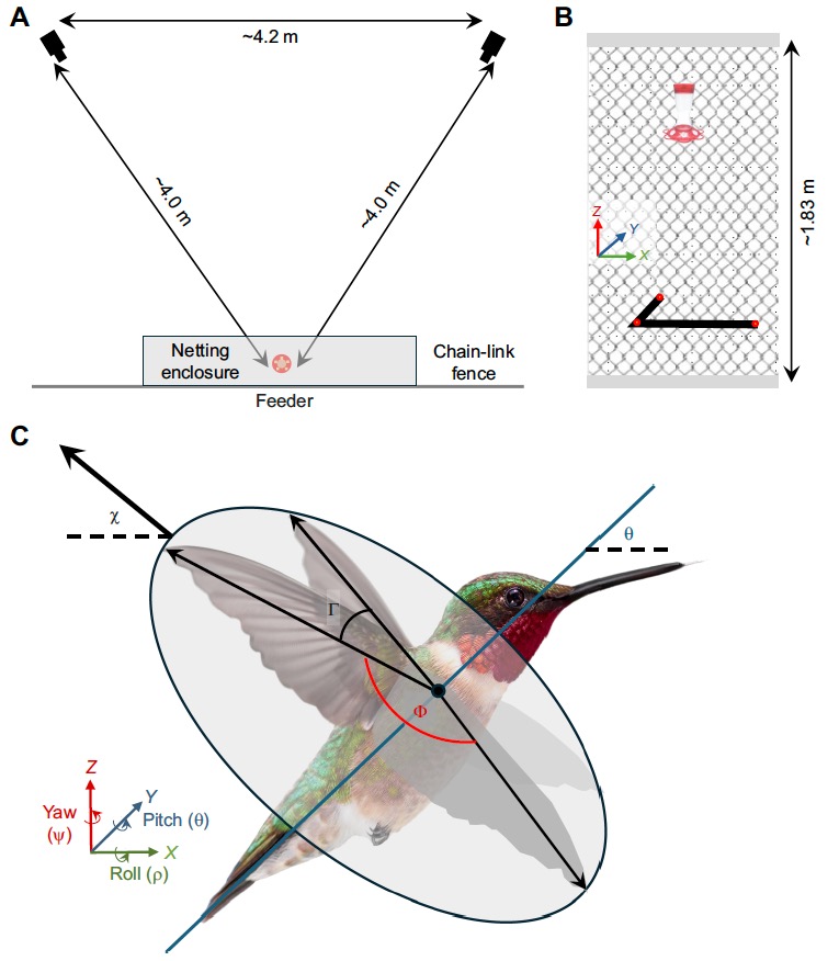 Hummingbird Fence Experimental Setup