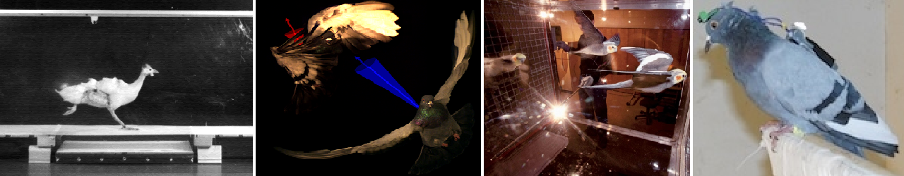Emu on treadmill, pigeon in flight, cockatiel flying in wind tunnel, pigeon with sensors attached
