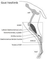 Goat hind limb