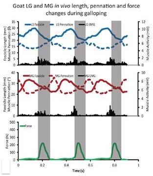 Goat LG and MG in vivo length, pennation and force changes during galloping
