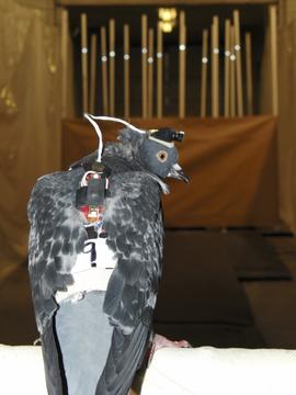 pigeonheadcam.jpg