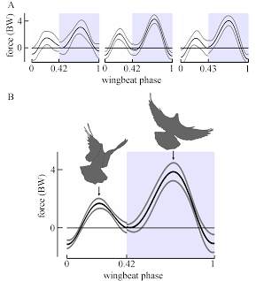 pigeonliftpnas2011.png