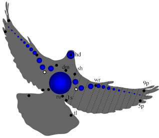Pigeon mass distribution model
