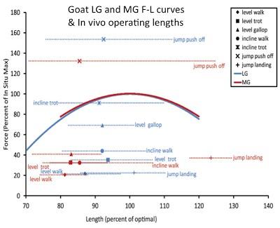Goat LG and MG F-L curves & in vivo operating lengths