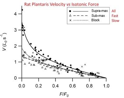 Rat Plantaris Velocity vs Isotonic Force